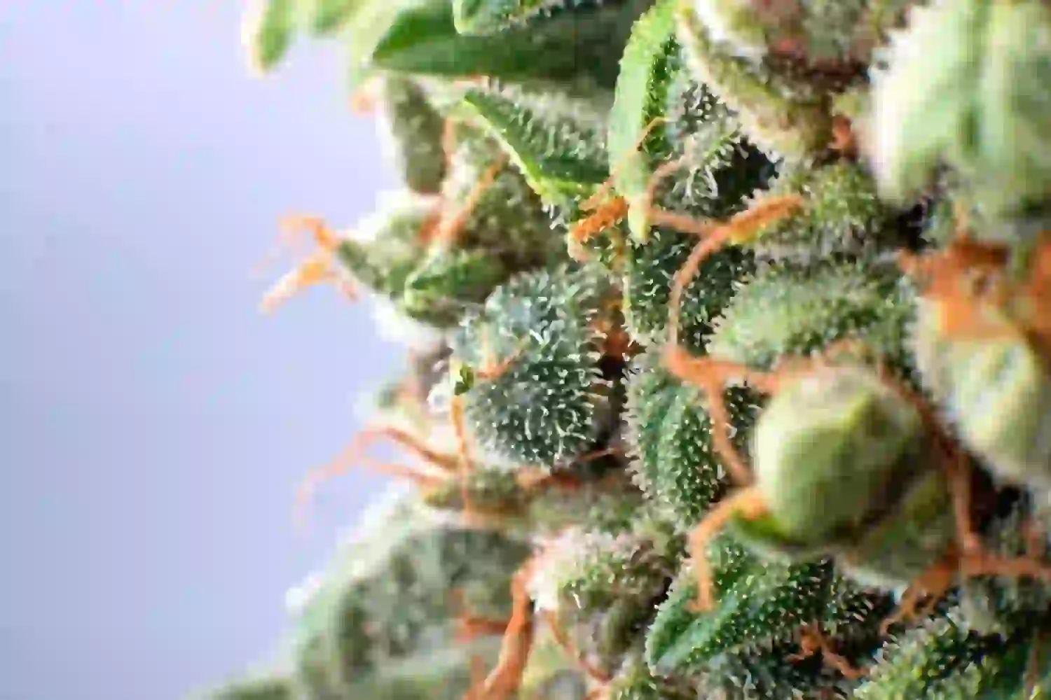 Potency Personified: Gorilla Glue Strain’s High THC Levels